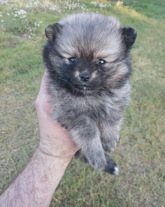 Spitz di pomerania femmina