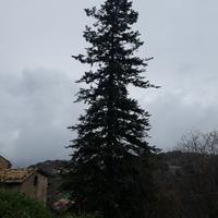 ABETE albero di natale naturale