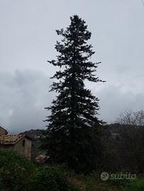 ABETE albero da giardino