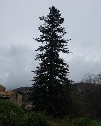 ABETE albero di natale naturale