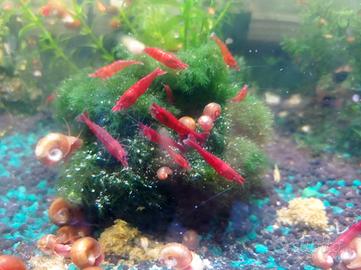 7 caridine rosse 10 euro
