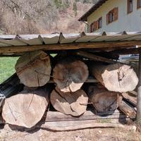 Piante di noce