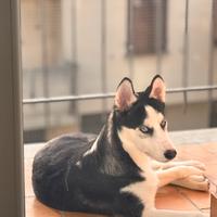Husky Siberiano maschio 6 mesi - Nome Wilson