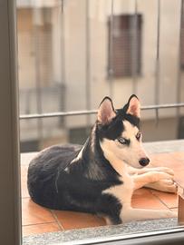 Husky Siberiano maschio 6 mesi - Nome Wilson