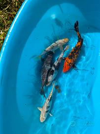 Carpa Koi laghetto