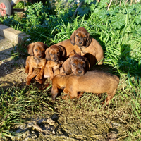 Dachsbracke per caccia al cinghiale