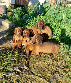 Dachsbracke per caccia al cinghiale