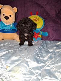 Cucciola di barboncino toy