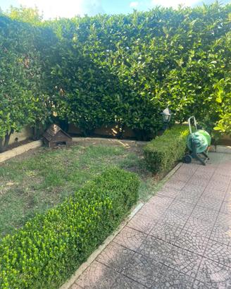 Siepe di Bosso
