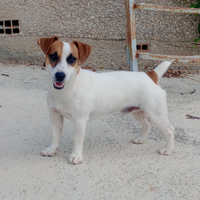 Jack Russel x monta