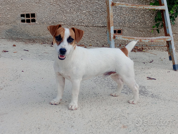 Jack Russel x monta