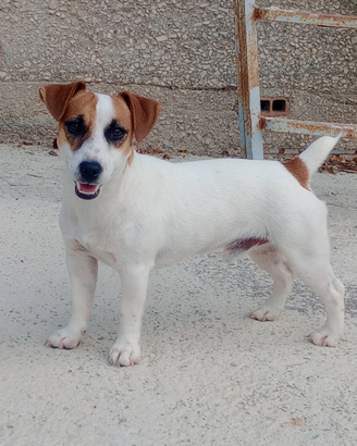Jack Russel x monta