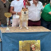Shiba inu maschio per accoppiamento