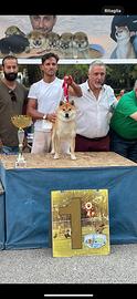 Shiba inu maschio per accoppiamento