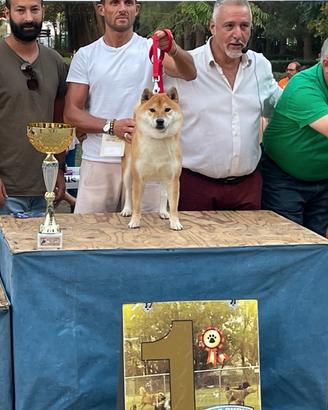 Shiba inu maschio per accoppiamento