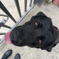 Labrador femmina per accoppiamento