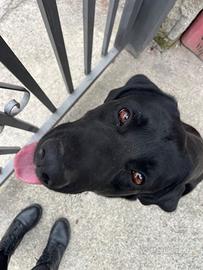 Labrador femmina per accoppiamento