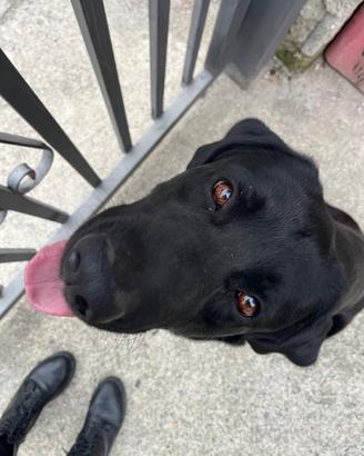 Labrador femmina per accoppiamento