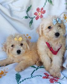 Maltipoo cuccioli