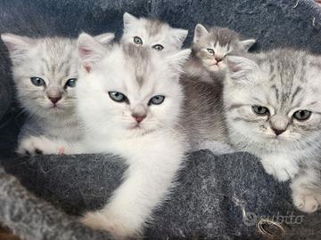 Cuccioli di SCOTTISH pronti