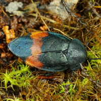 Eucorydia dasytoides "Zonata"