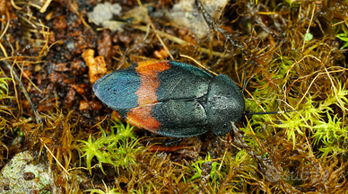 Eucorydia dasytoides "Zonata"