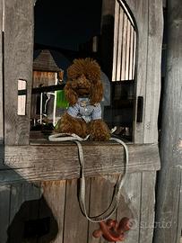 Barboncino toy disponibili per monta naturale