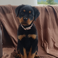 Cucciola Rottweiler