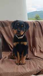 Cucciola Rottweiler