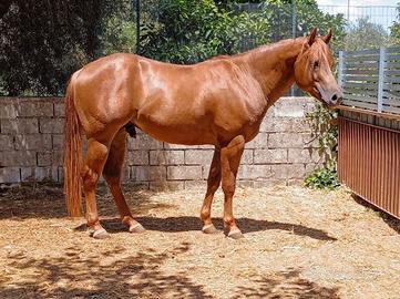 Cavallo paint horse