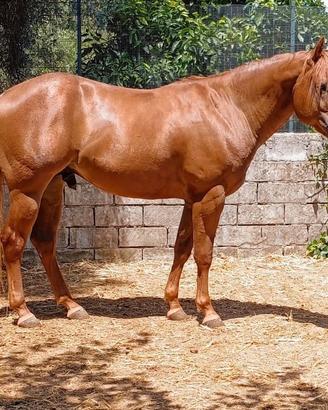 Cavallo paint horse