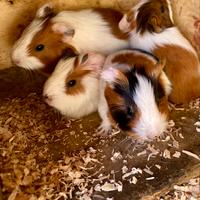 Cuccioli di porcellino d'India