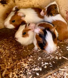 Cuccioli di porcellino d'India