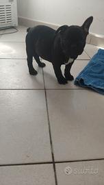 Cucciola di bulldog francese