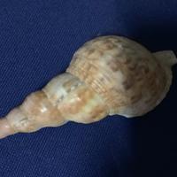 Conchiglia  Tritone con tonalità arancione