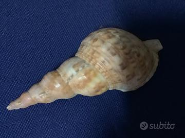 Conchiglia  Tritone con tonalità arancione