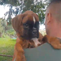 Disponibile cuccioli di boxer