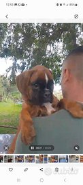 Disponibile cuccioli di boxer