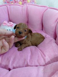 Cucciolo barboncino maschio femmina