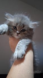 Gattini british longhair