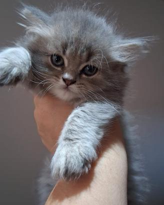 Gattini british longhair