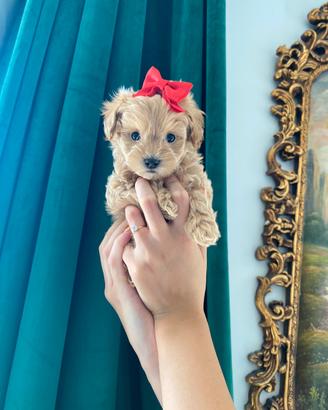 Maltipoo mini toy femmina