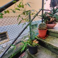 Bambu non gigante in vaso o da terreno