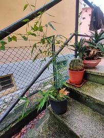 Bambu non gigante in vaso o da terreno