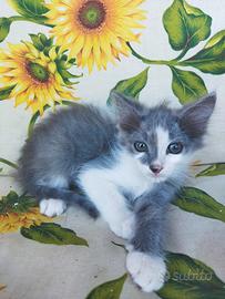 Gattino mix simil certosino pelo semilungo