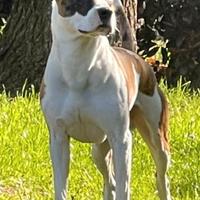 Cane amstaff di 8 anni maschio da adottare