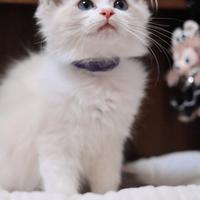 Cucciolo ragdoll