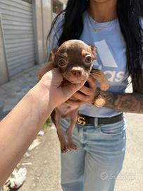 Chihuahua mini toy