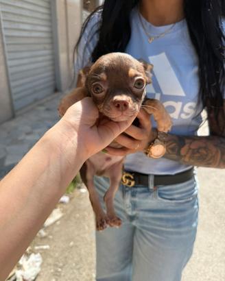 Chihuahua mini toy