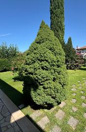 Cipresso nano ornamentale gratis